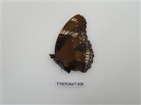 藏品(蛺蝶科(1))的圖片